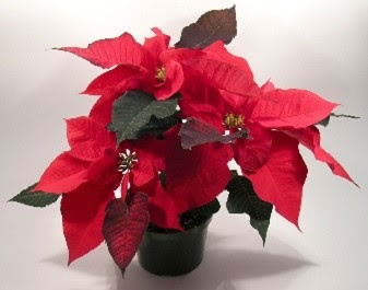 Poinsettias for the Home Bound